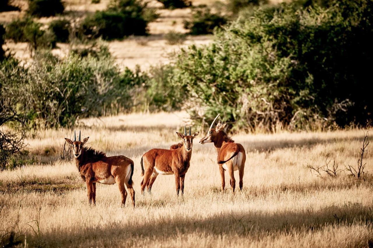 Graaff-Reinet Glen Harry Game Reserve מראה חיצוני תמונה