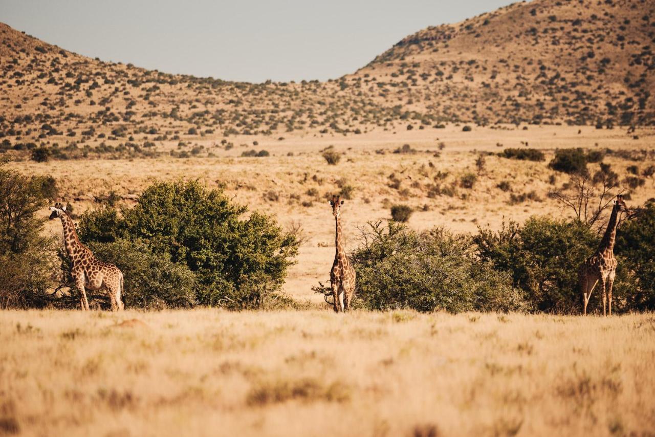 Graaff-Reinet Glen Harry Game Reserve מראה חיצוני תמונה